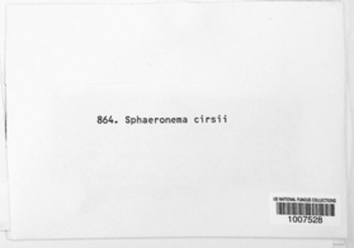 Sphaeronaema cirsii image